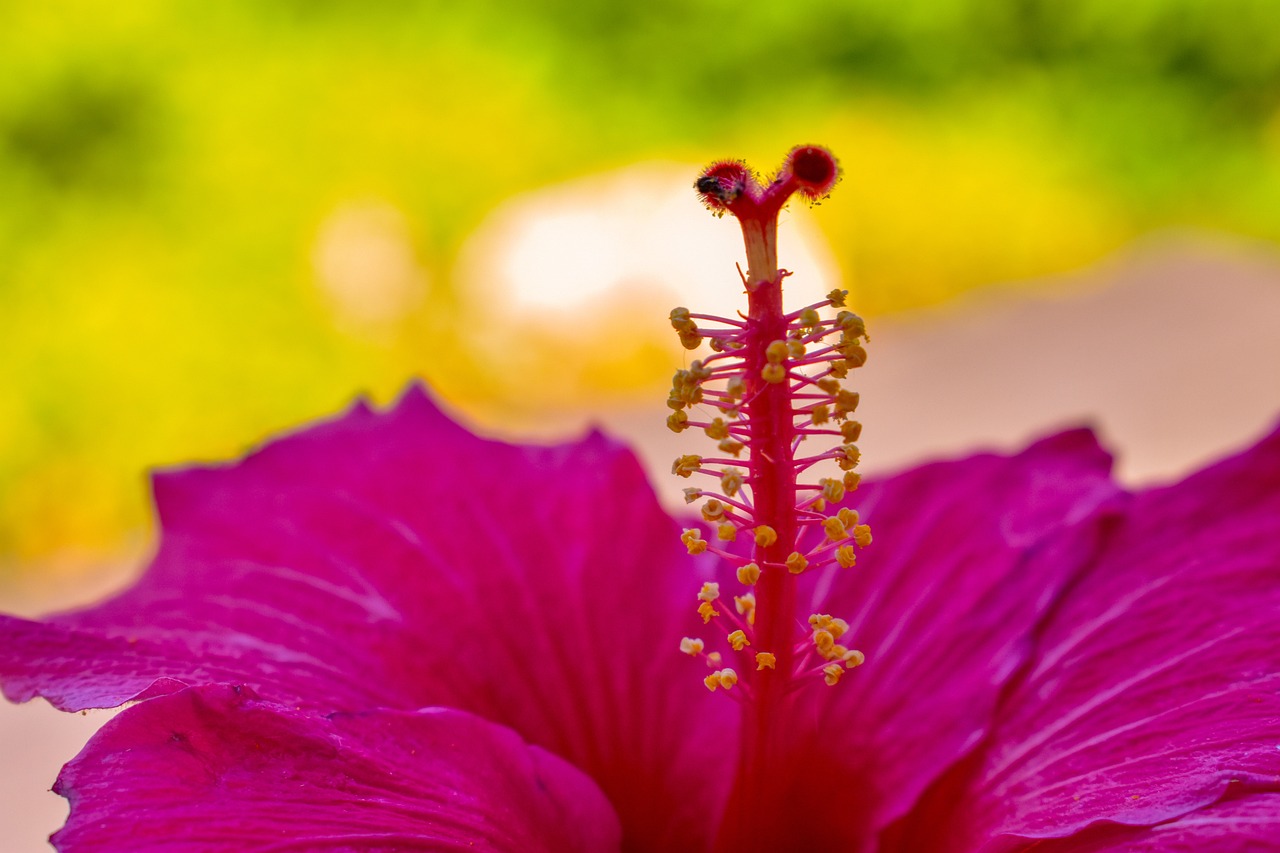 garden-5396713_1280